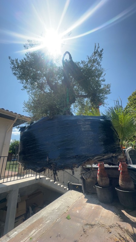 Livraison d’un Olivier + livraison de terre